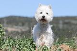WESTIE 197
